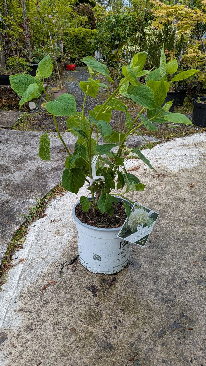 Hydrangea Annabelle Strong