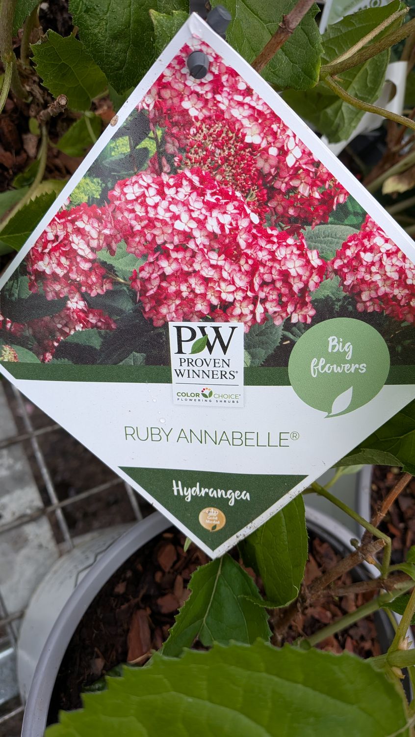 Hydrangea Ruby Annabelle