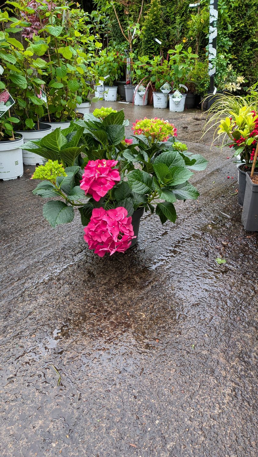 Hydrangea macrophylla Hot Red
