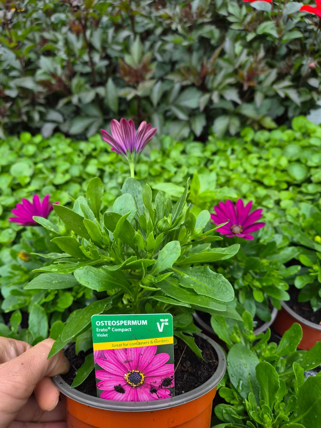 Osteospermum Erato Compact Violet