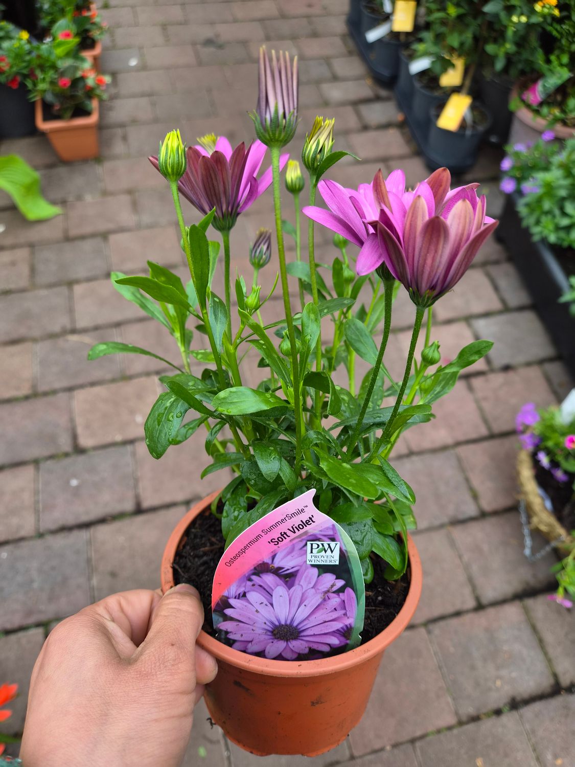 Osteospermum Summer Smile "Soft Violet"