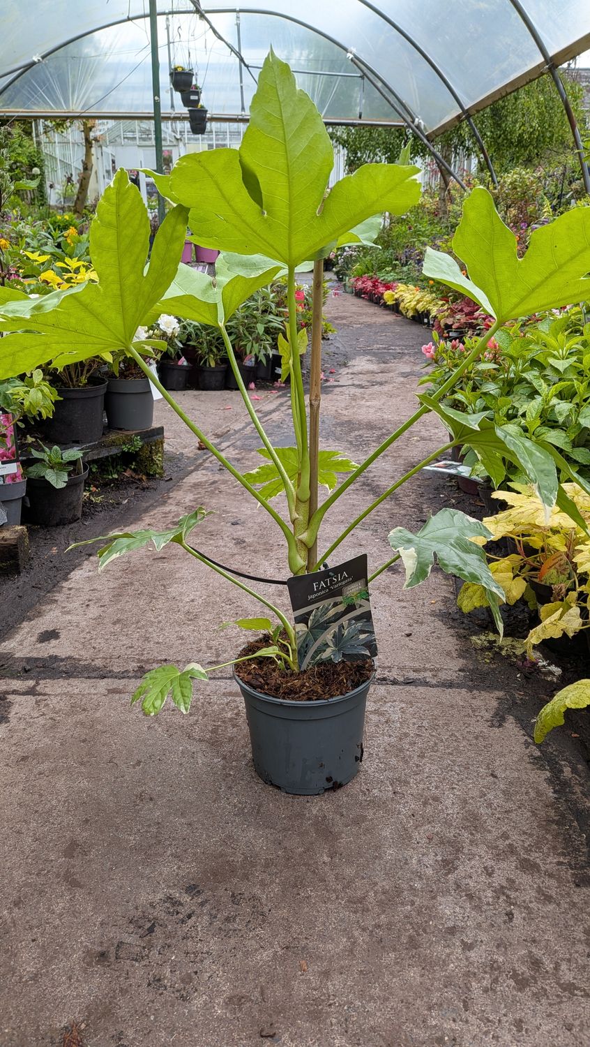 Fatsia japonica varigeta Castor oil plant