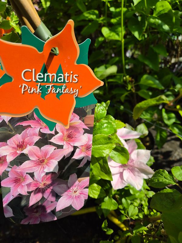 Clematis Pink Fantasy