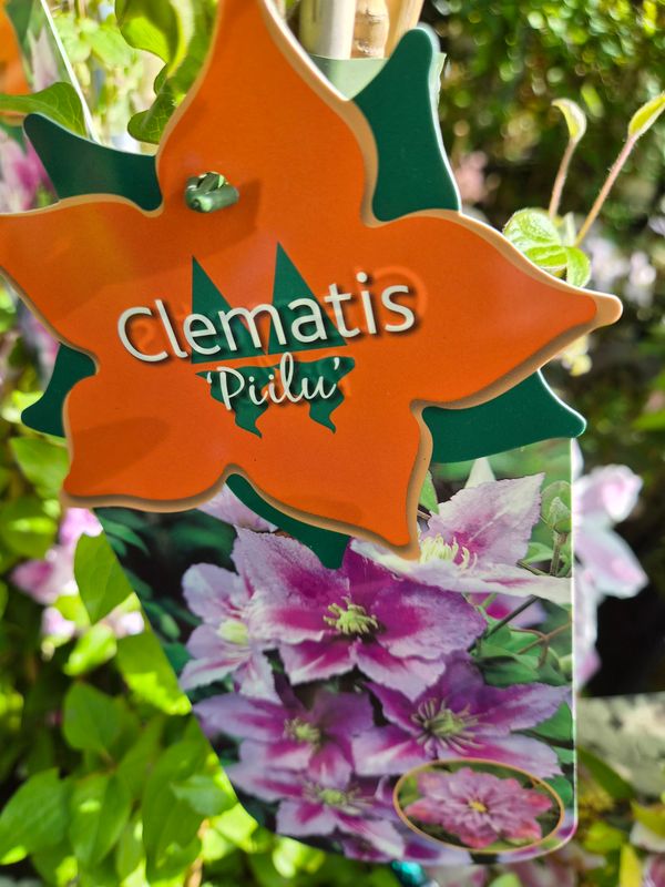 Clematis Piilu