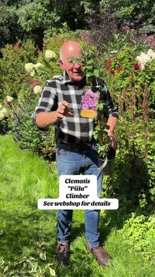 Clematis Piilu ' Climber for Wall fence or arch . Flowers in late spring and early summer and again in late summer and early autumn. Strong pruned back plants ,ready for planting