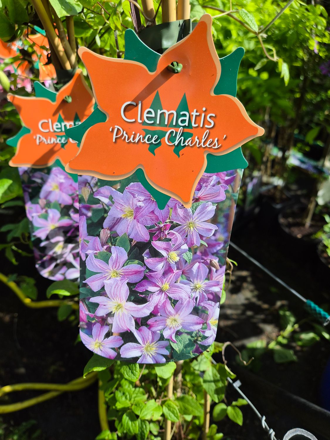 Clematis Prince Charles