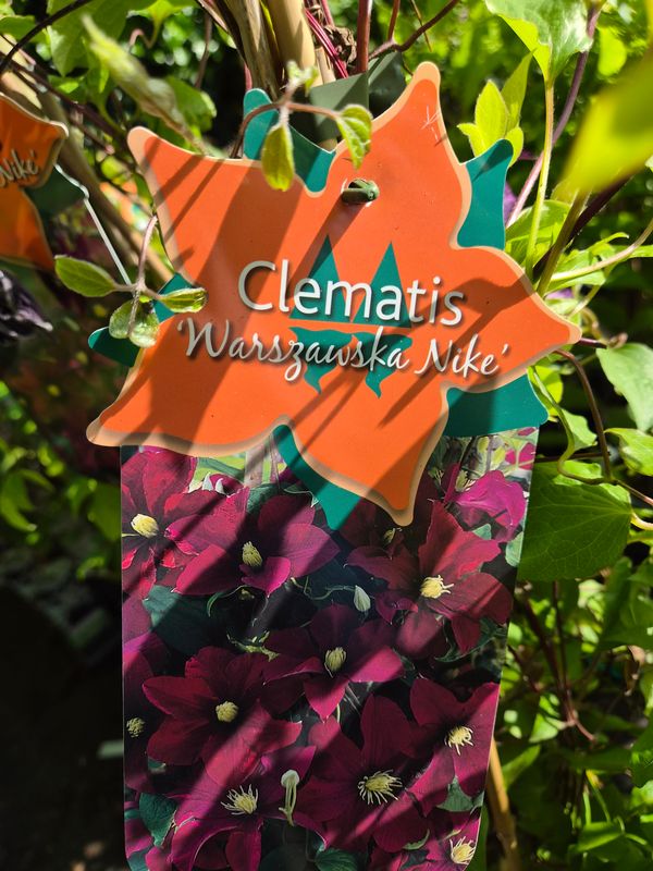 Clematis Warszawska Nike