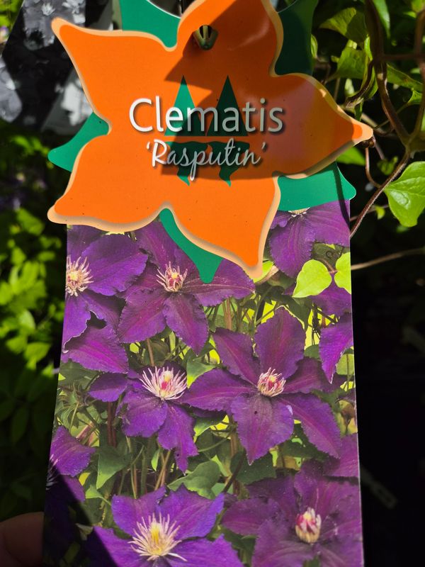Clematis Rasputin Climber for wall fence or arch . Enormous purple flowers in late spring/summer
