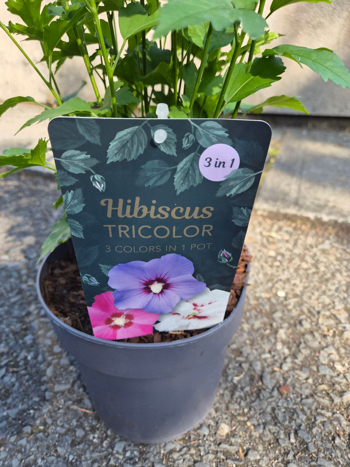 Hibiscus Tricolour Bush Flowers in summer and early autumn. Three colours together are stunning.