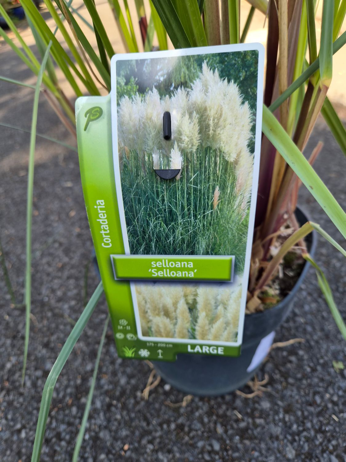 Cortaderia Selloana Large