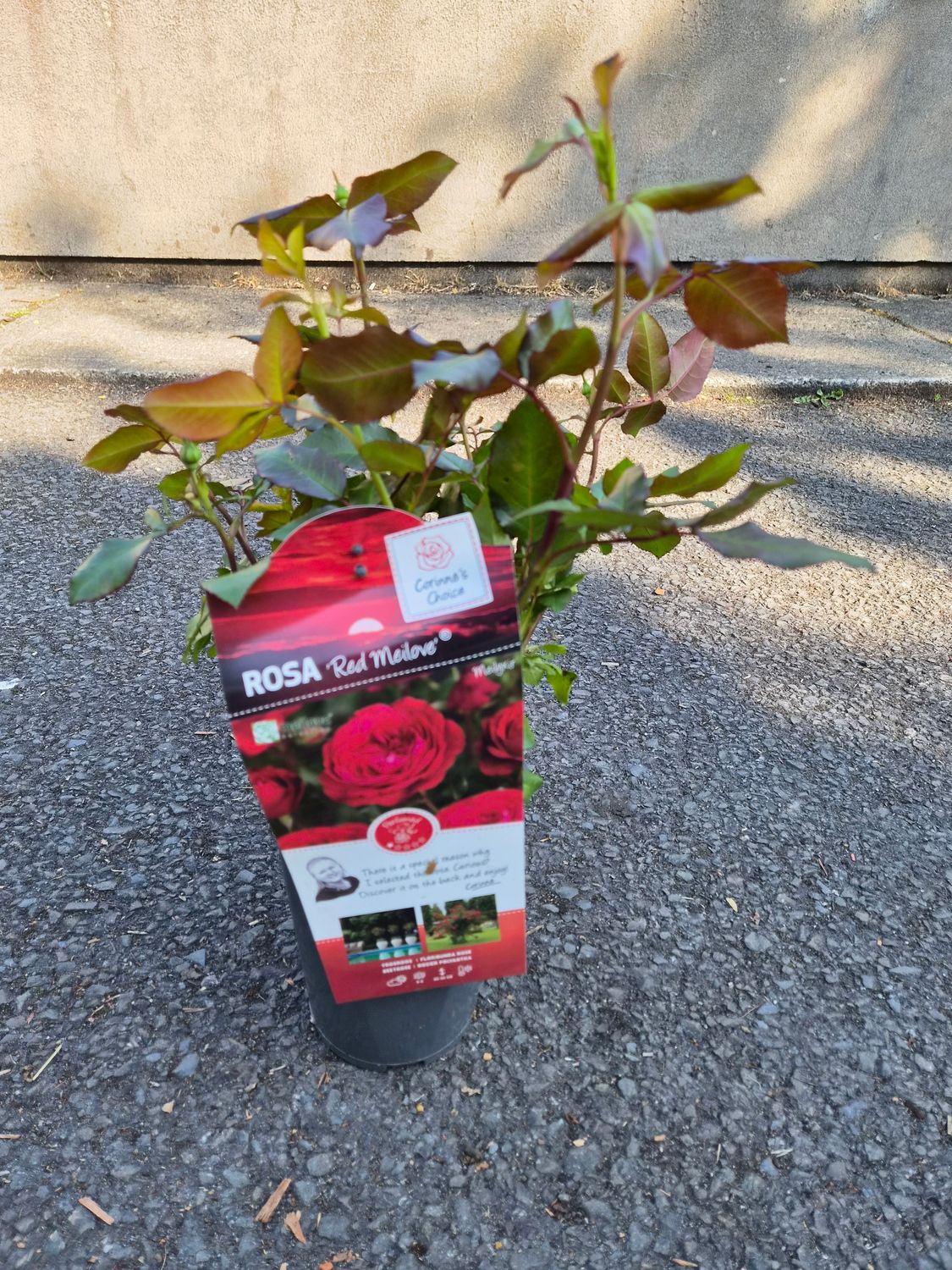 Rose Red Meilove