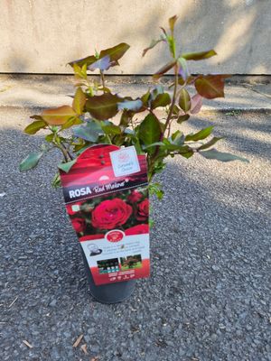 Rose Red Meilove