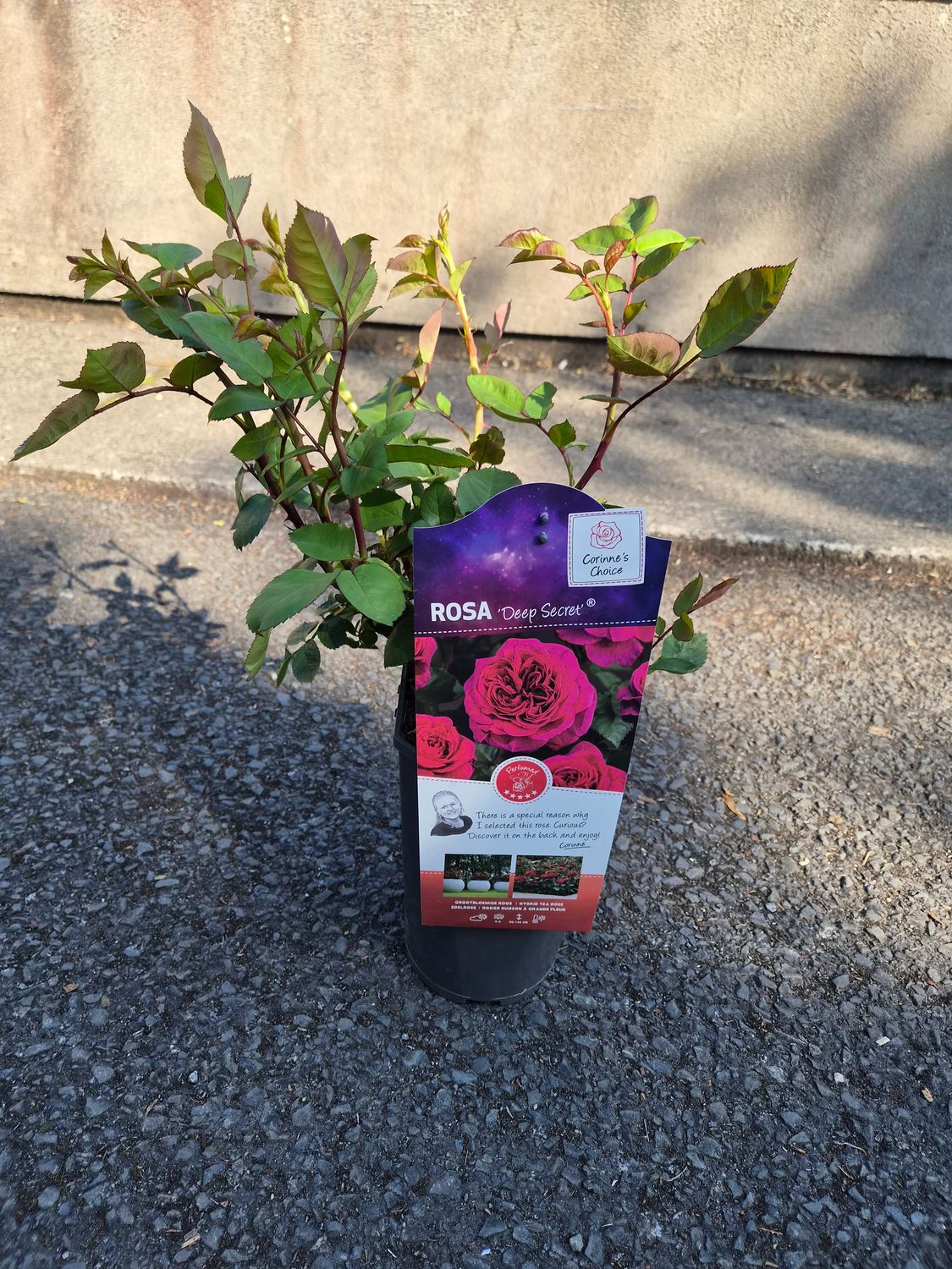 Fragrant Rose Deep Secret , Flowers from June until October. Good in pots or beds