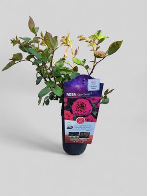 Fragrant Rose Deep Secret , Flowers from June until October. Good in pots or beds