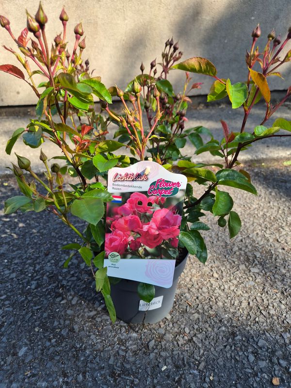 Rose Flower Carpet Ground Cover Pink