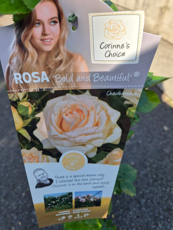Rose Bold and Beautiful is perfect for wall ,fence or arch Flowers soft peach from June until October non stop . Strong and well established .