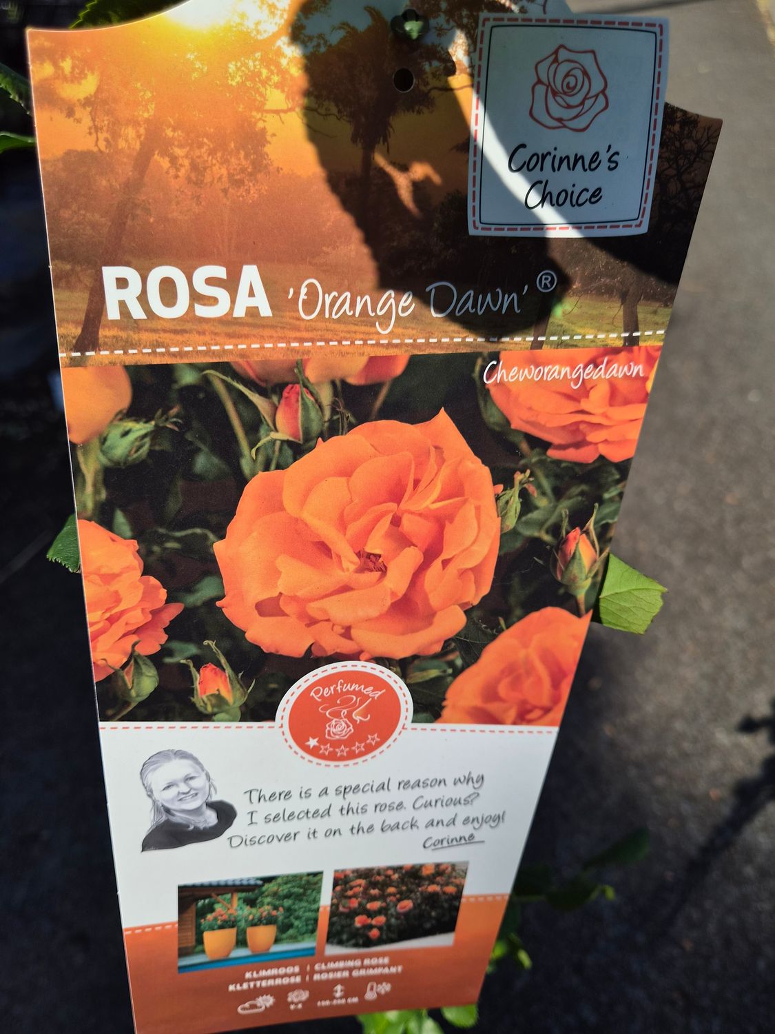 Climbing Rose “Orange Dawn” Flowers from June until October . Perfect for wall ,fence or arch . Good in pots or beds .