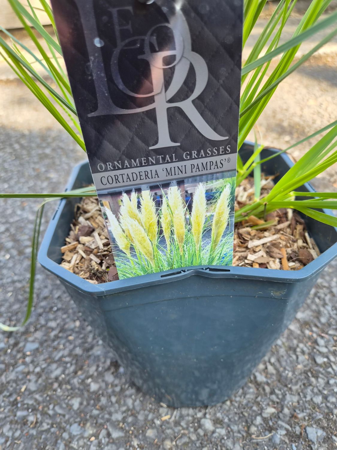 Cortaderia Mini Silver Pampas Grass