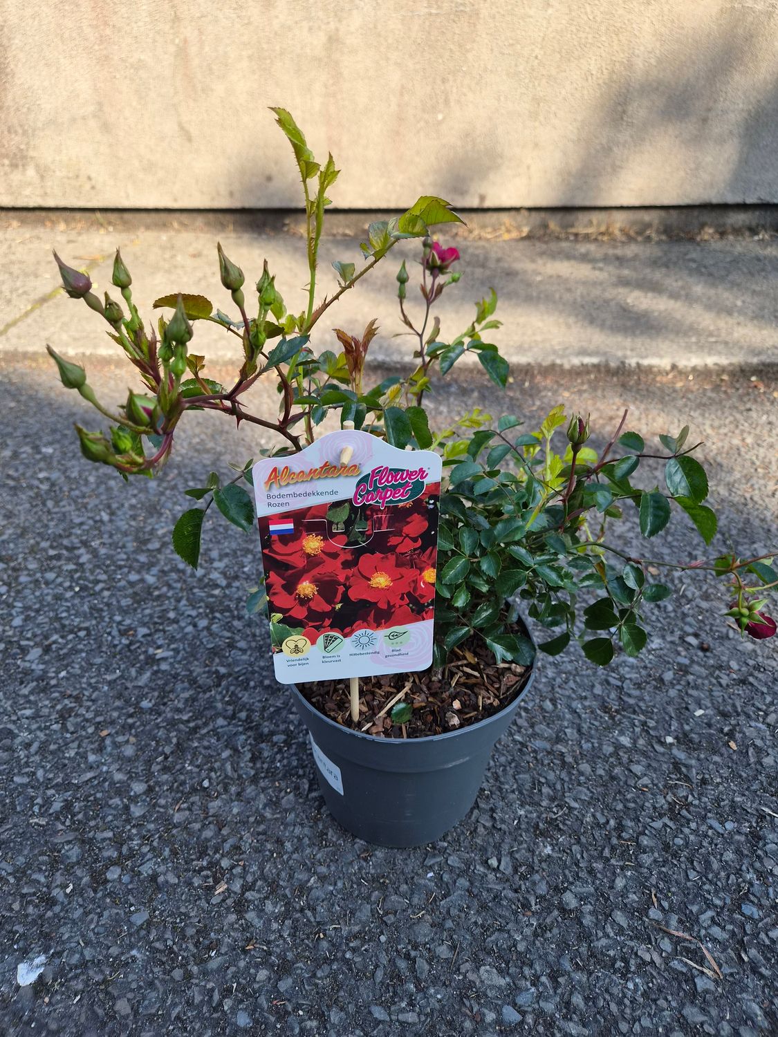 Rose Flower Carpet Ground Cover Red