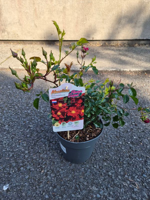 Rose Flower Carpet ,Ground Cover Red tough disease resistant . Flowers from June until October. Good in pots ,beds or spreading on banks .