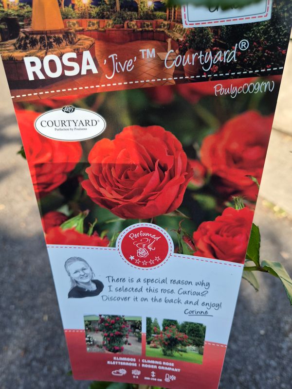 Rose Jive