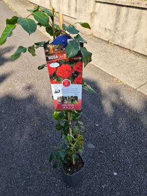 Rose Jive