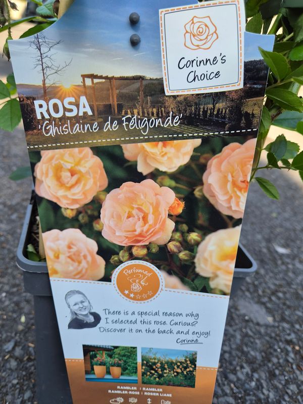Rose Ghislaine