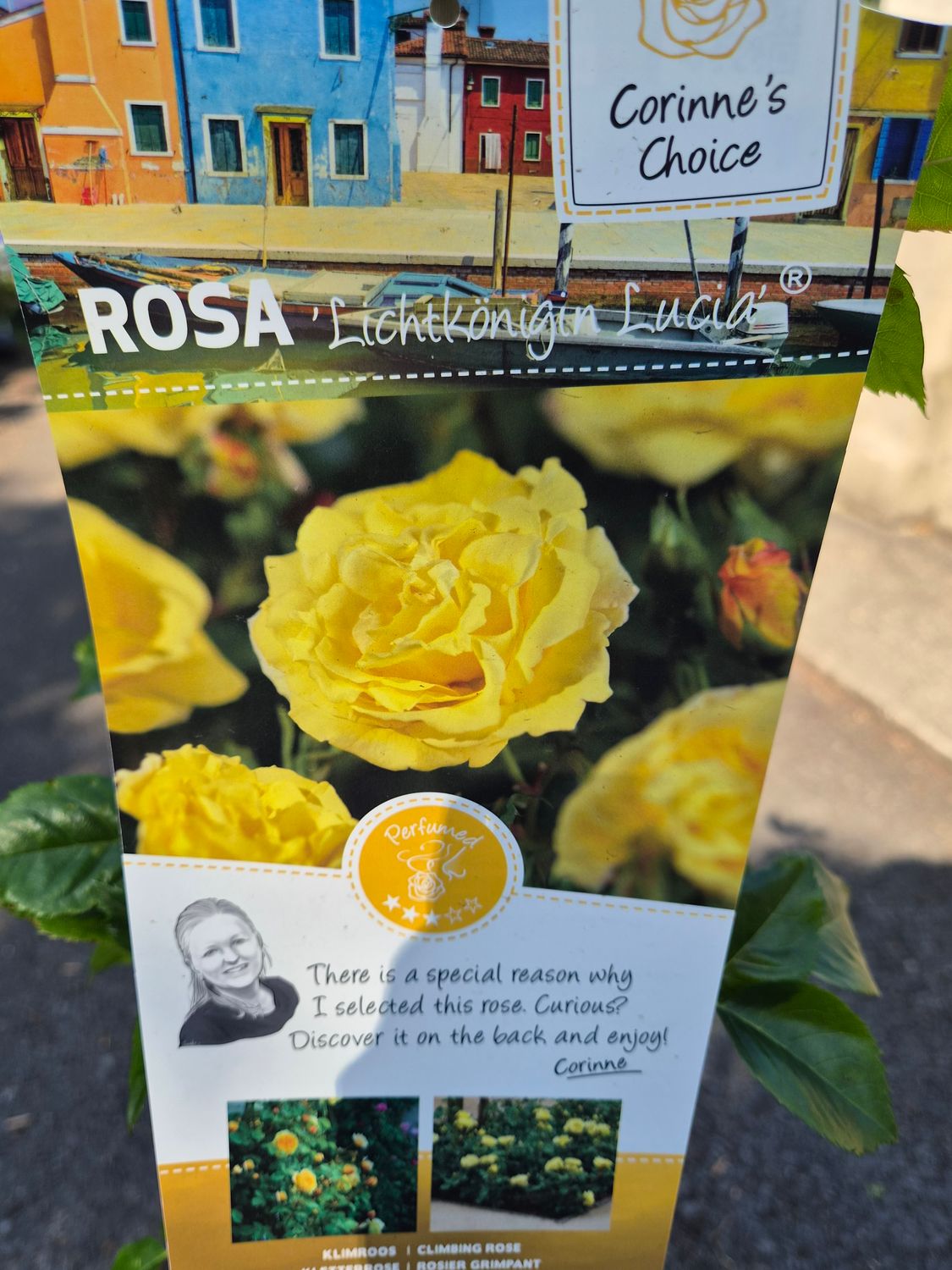 Rose Lucia Fragrant Climbing Rose “Lucia “ flowers non stop from June until October. Perfect for wall ,fence or arch