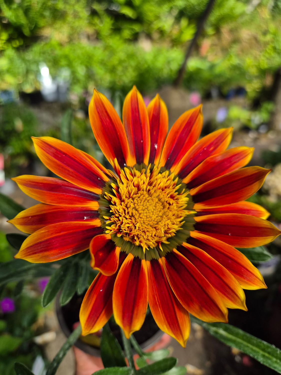Gazania Sunbathers Totonaca orange daisy like flowers over colourful foliage for months. Lasts for years ,needs a sunny and free draining spot