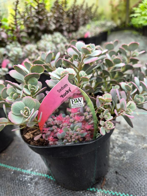 Sedum Rocky  Sedum Rocky ..loves spreading on banks or spilling over walls and kerbs.Deep pink flowers over grey foliage. Good in pots or beds in a sunny and free draining spot .