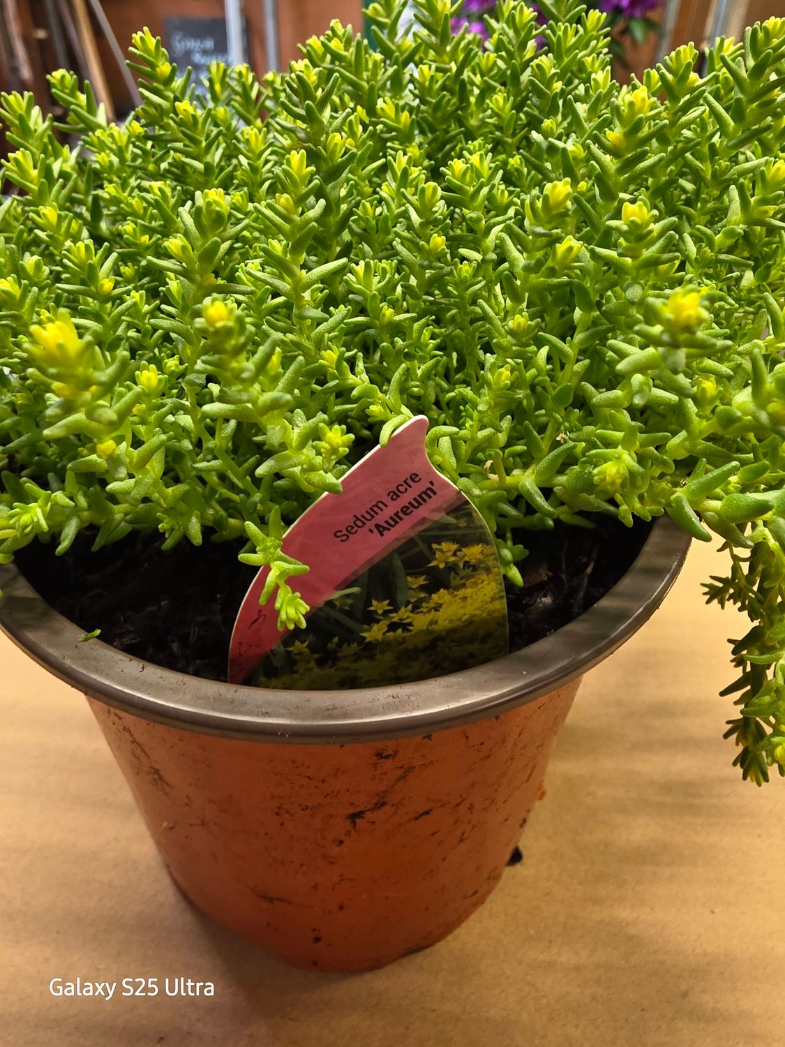 Sedum acre "Aureum"