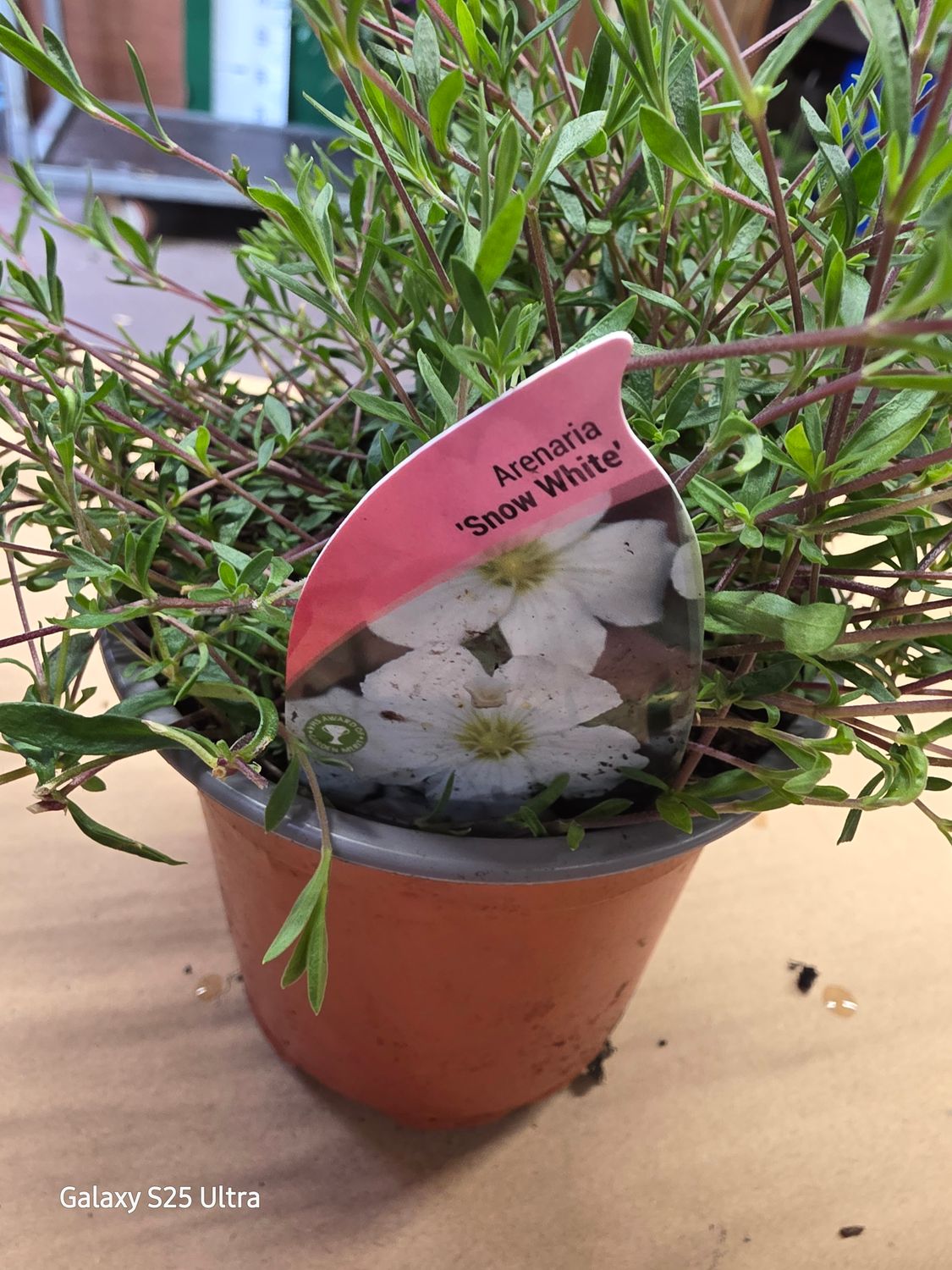Arenaria "Snow white"