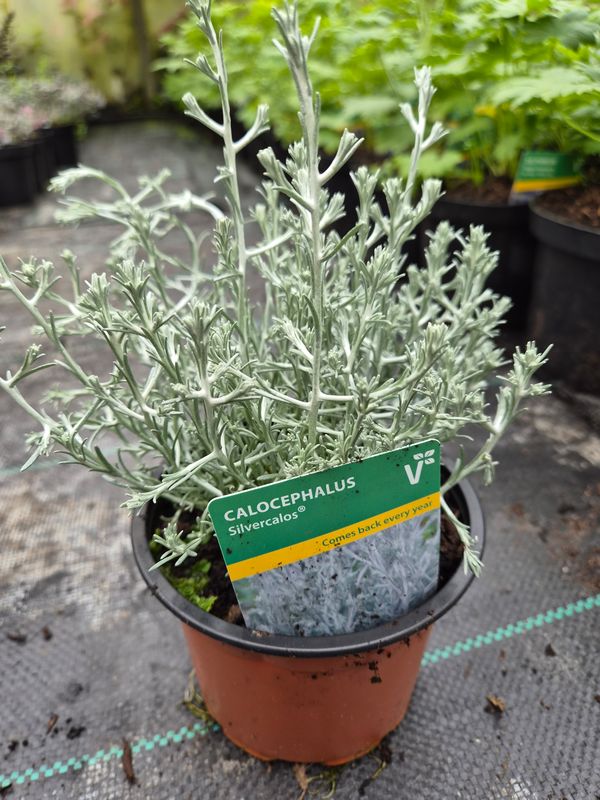 Calocephalus Silvercalos