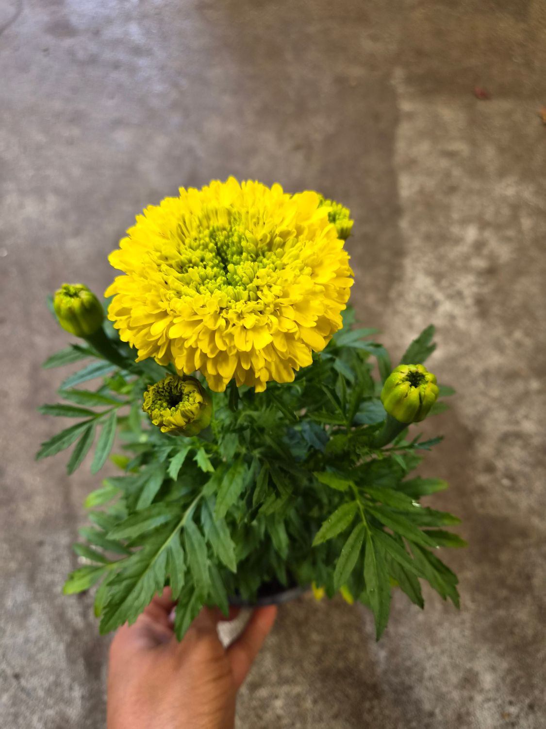 Marigold Africa
