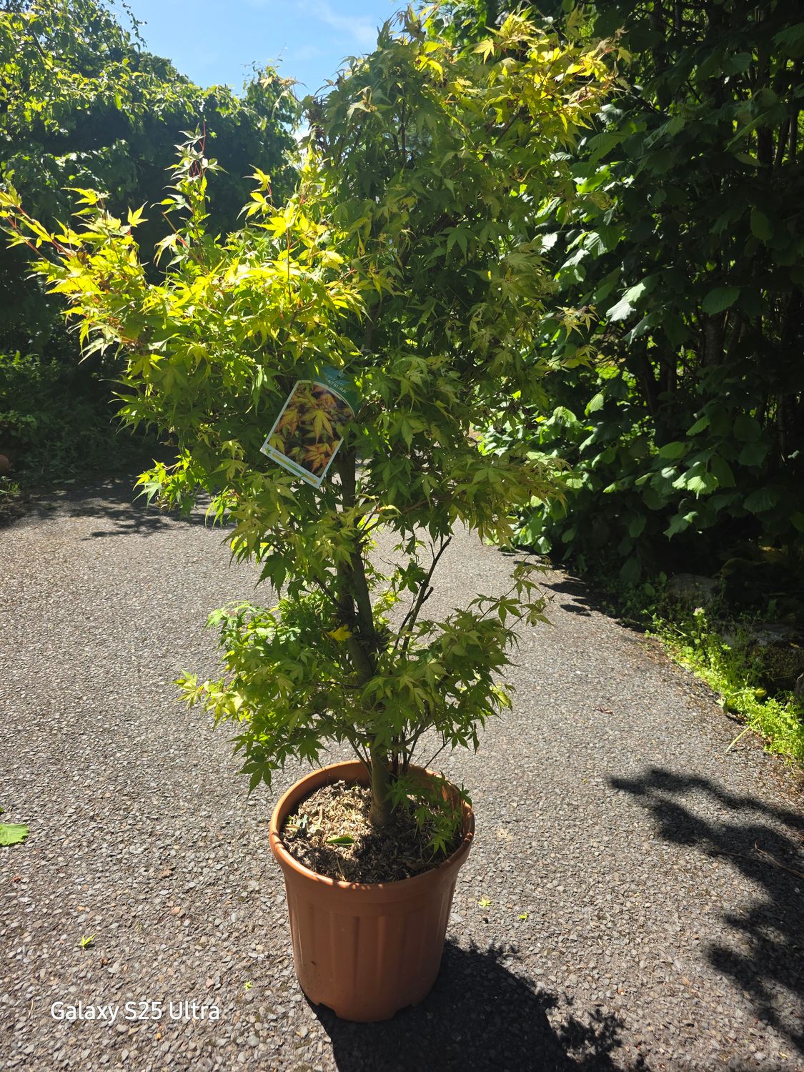 Acer plat "Katsura' extra large /strong Japanese Maple with green foliage with autumn tints . Autumn colours from August are stunning . Good in pots