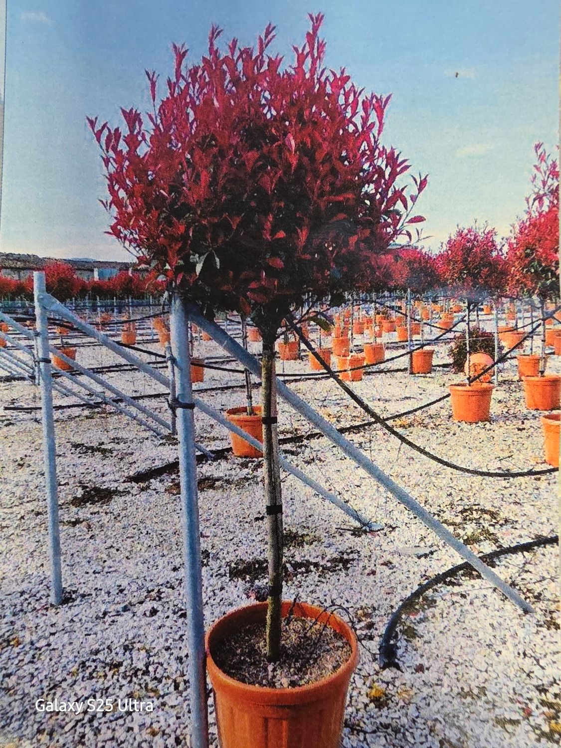 Photinia serr. "Red Robin" compacta! Hardy evergreen tree for pots or beds