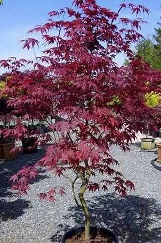 Japanese Maple - Acer ''Bloodgood'' Deep Red extra large ..see Recent Video