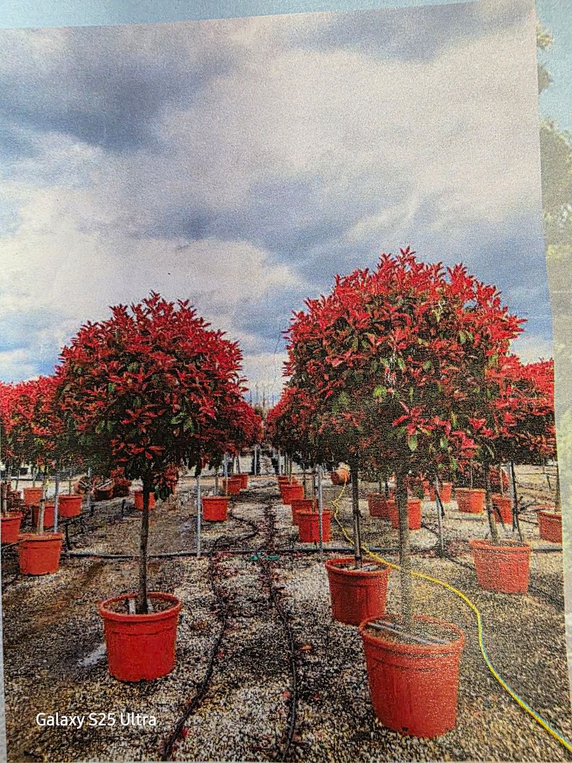 Photinia ser. 'CORALLO' perfect for pots or beds. Evergreen with colorful red foliage!