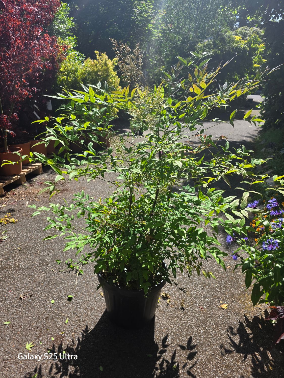 Nandina Domestica “Red Rum ” EXTRA LARGE SIZE - Hardy strong shrub with colourful red foliage and white flowers , extra strong pot grown plants .