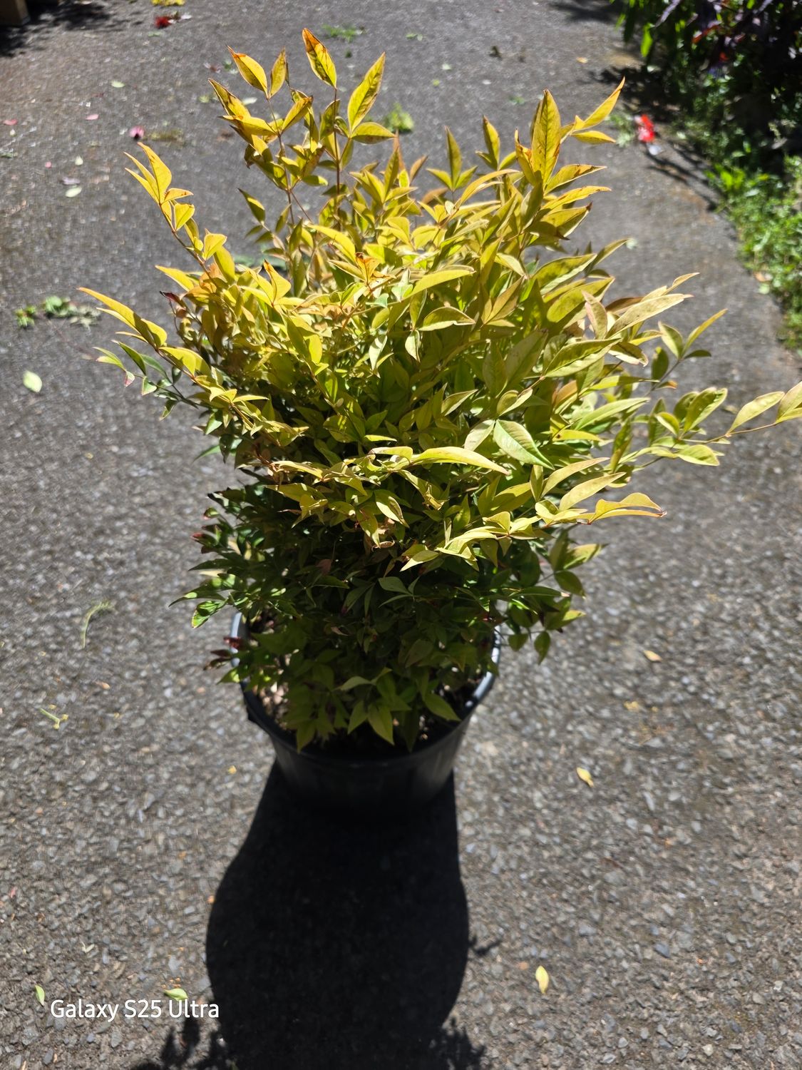 Nandina "Gulf Stream"