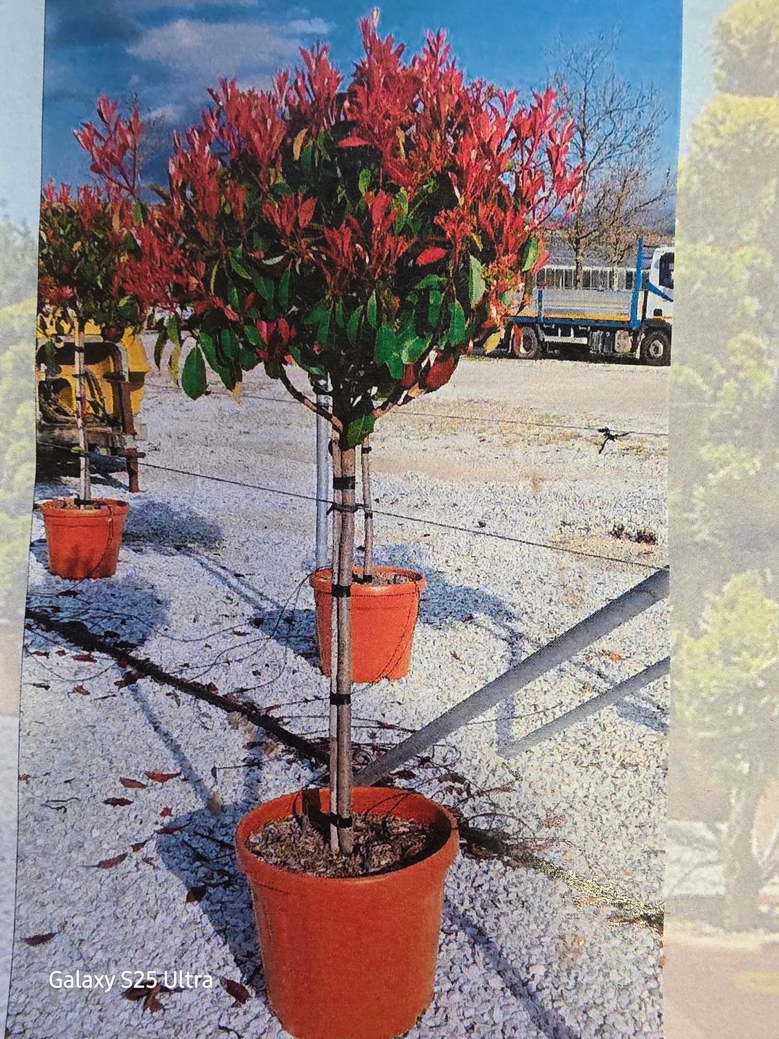 Photinia ser. 'CORALLO' perfect for pots or beds. Evergreen with colorful red foliage!