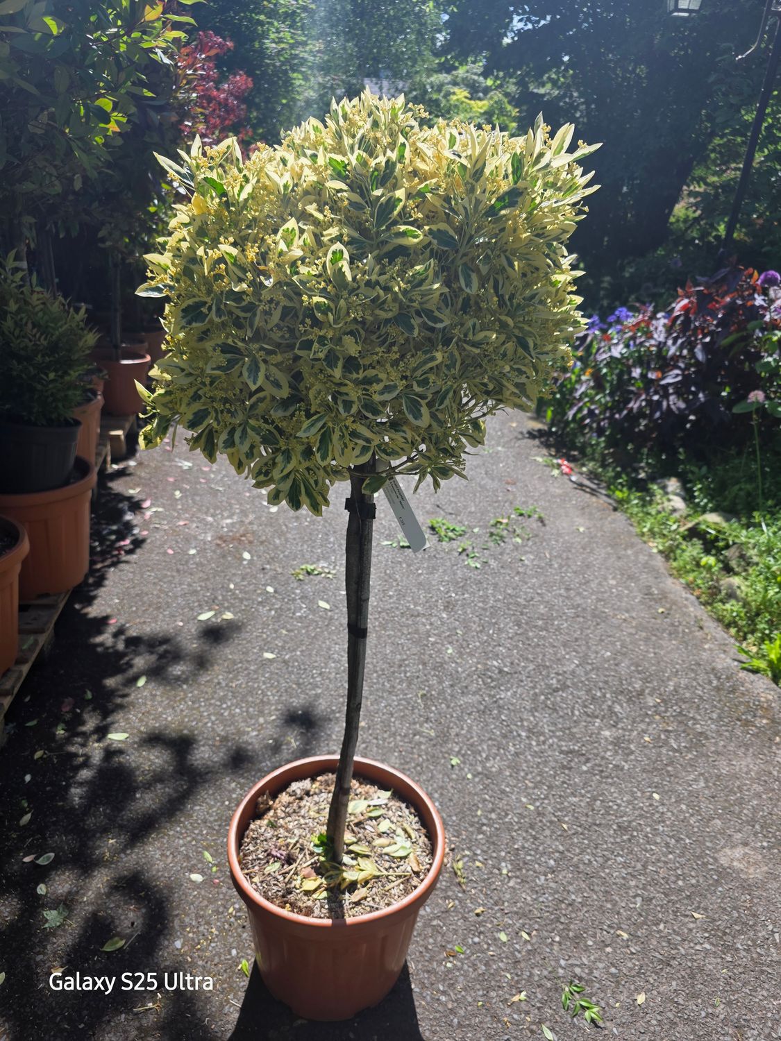 Euonymus jap. "BRAVO" extra strong small tree . Evergreen with green /gold /cream foliage