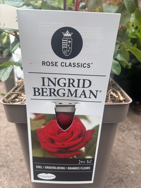 Rose Ingrid Bergman flowers from June until October. Very fragrant