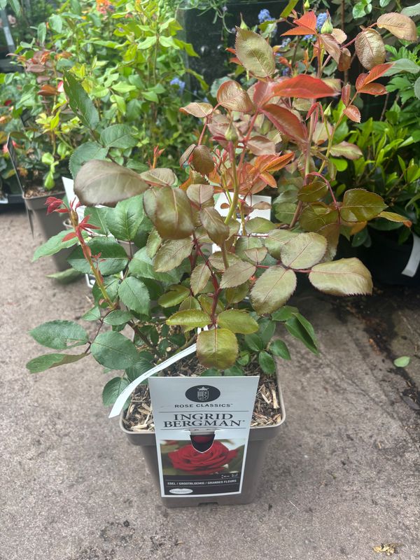 Rose Ingrid Bergman flowers from June until October. Very fragrant