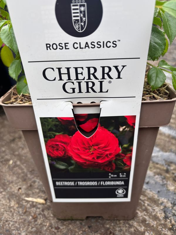 Rose Cherry Girl