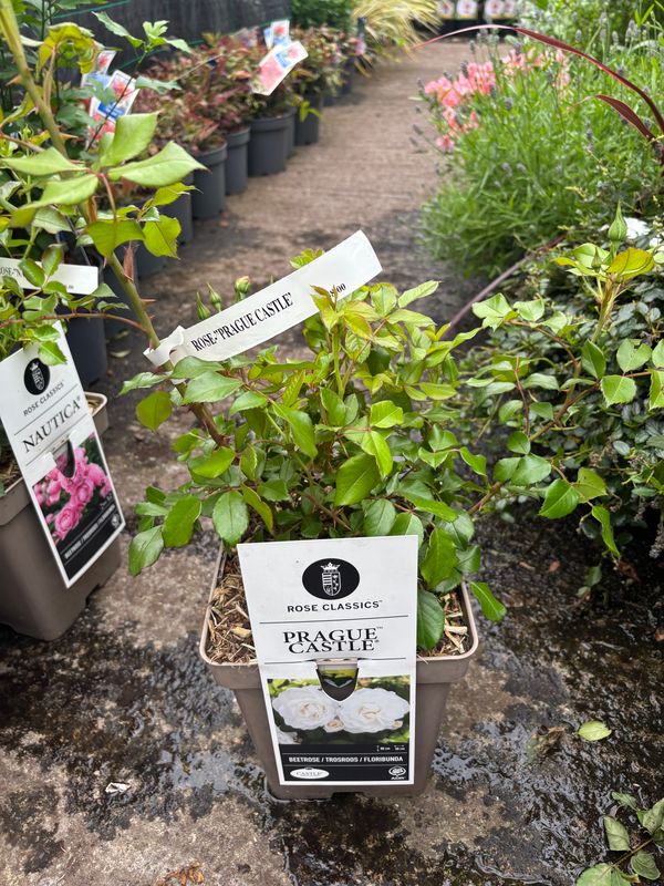Rose Prague Castle perfect fragrant clear white flowers from June until October