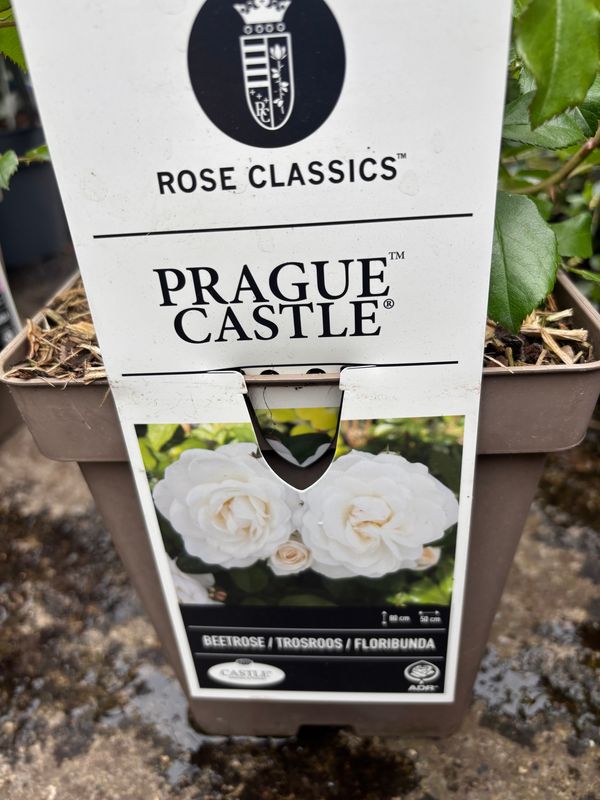 Rose Prague Castle perfect fragrant clear white flowers from June until October