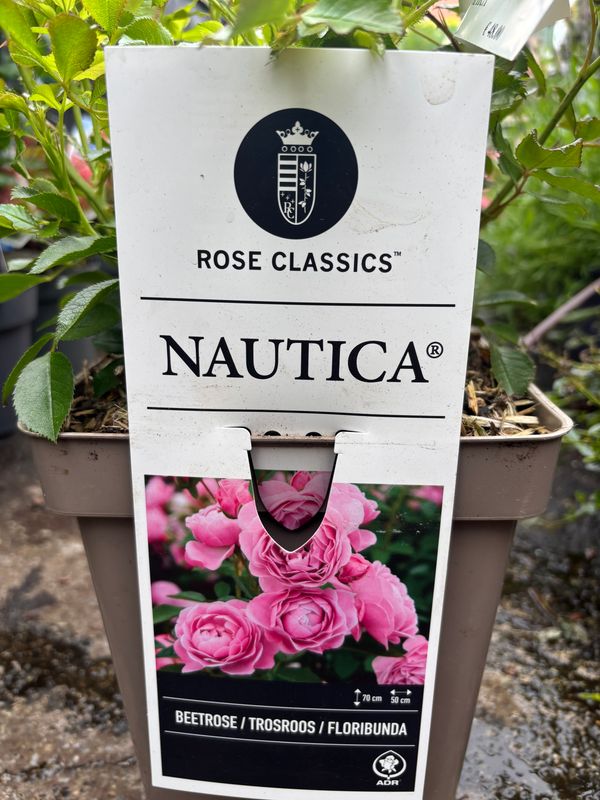 Rose Nautica