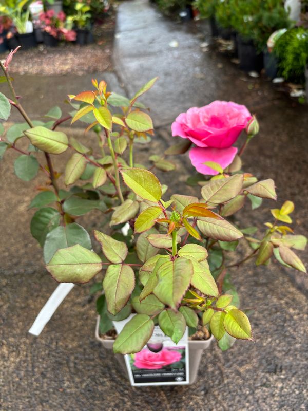 Rose Elbflorenz