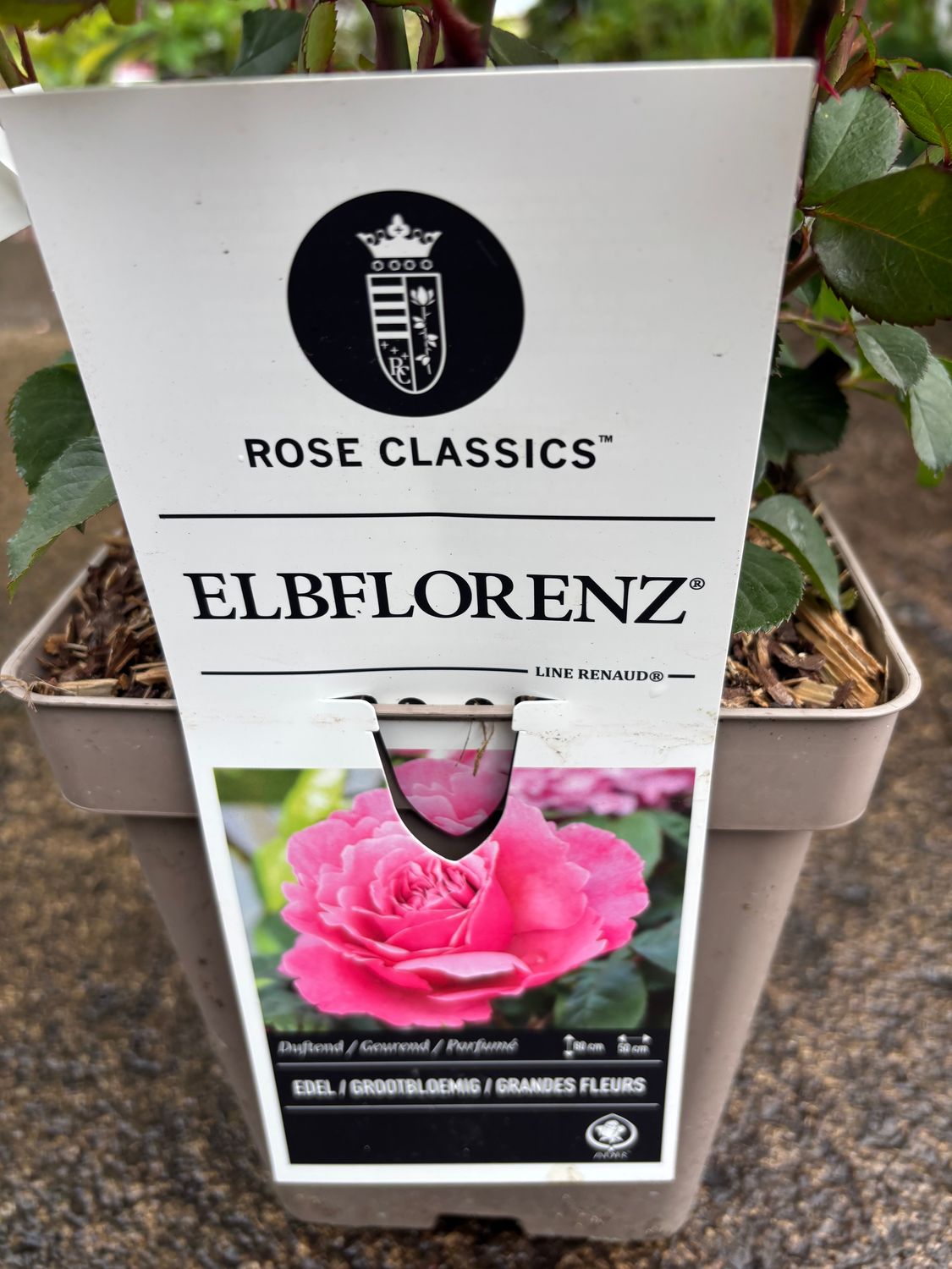 Rose Elbflorenz